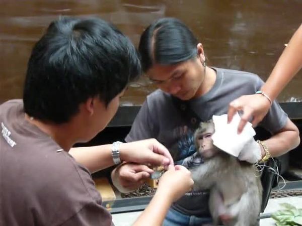Monkey being groomed on location, Thailand