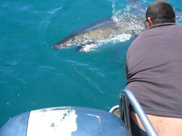 Great white shark approaching boat, South Africa