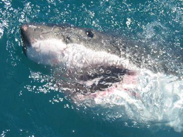 Great white shark close profile, South Africa