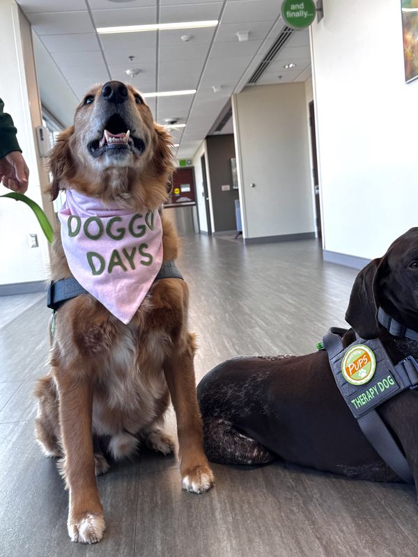 Therapy dogs on set